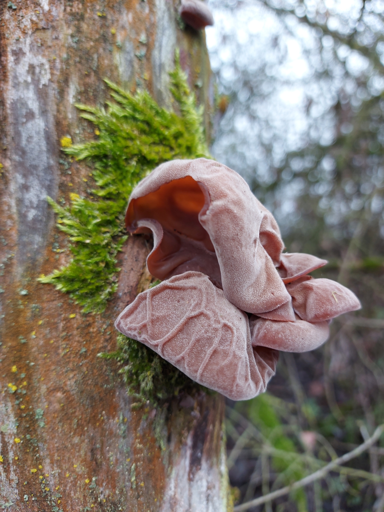 wood ear mushroom growing on tree