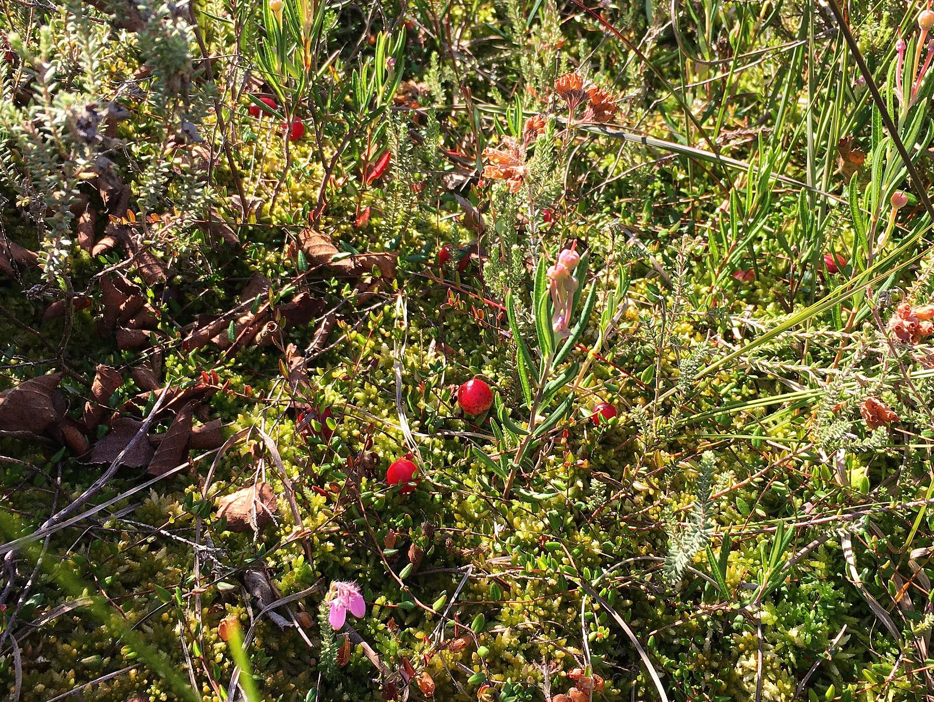 picture of bog cranberries