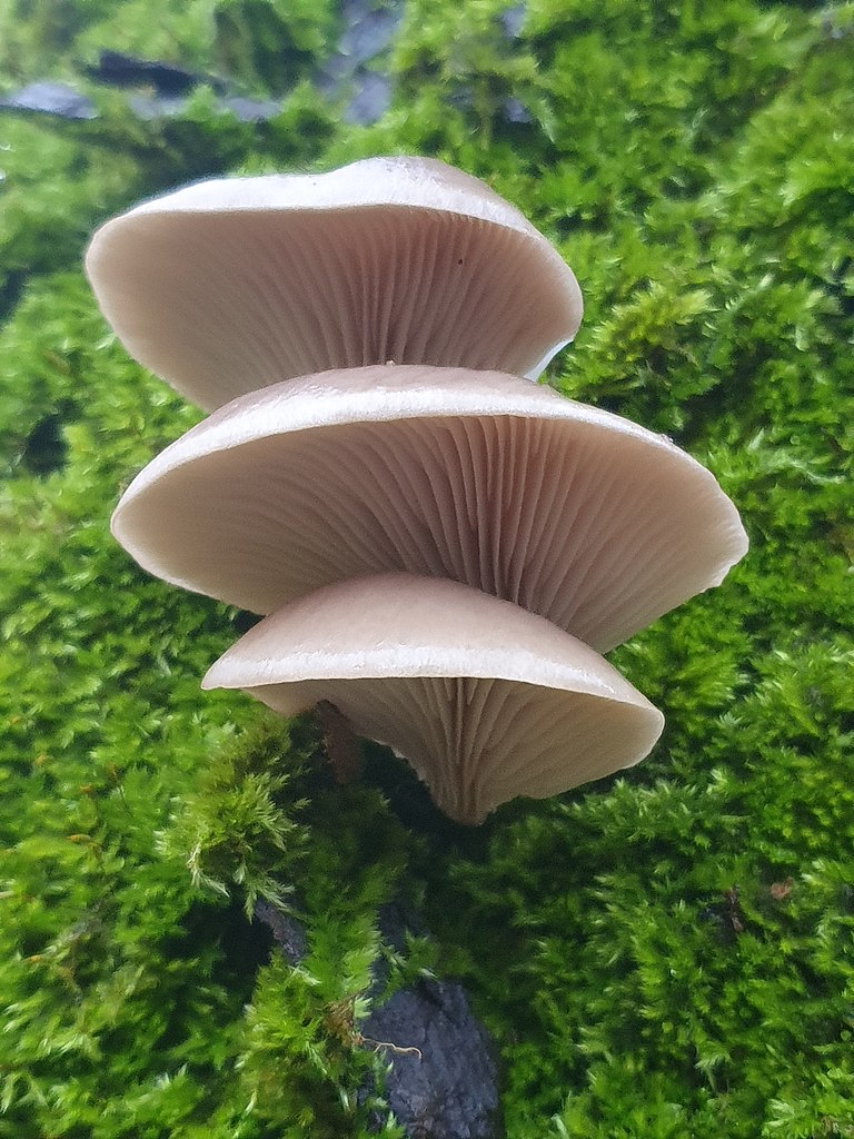 https://upload.wikimedia.org/wikipedia/commons/thumb/d/d5/Pleurotus_ostreatus_108702222.jpg/768px-Pleurotus_ostreatus_108702222.jpg